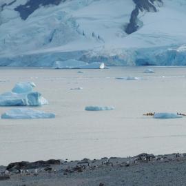 Penguins, kayaks and icebergs on Danco Island (001)