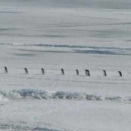 2008-09 Adélie penguin (003)