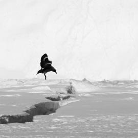 2008-09 'Terra Nova' hut, landscape (055)