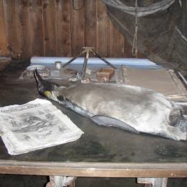 Winter 2009 Table by Scott's Cubicle, Scott's 'Terra Nova' Hut