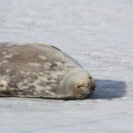 2008-09 Cape Evans, Weddell seal (001)