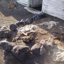 2007-08 Dog skeleton, near stable door of Scott's 'Terra Nova' Hut