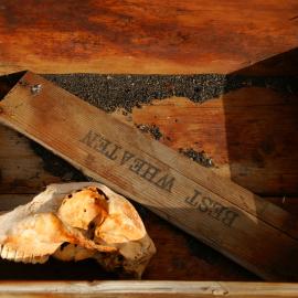 2007 Skull in a box at Cape Royds