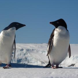 2009-10 Adélie penguins