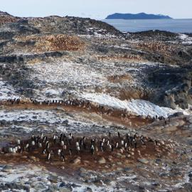 2009-10 Adélie penguin rookery at Cape Royds