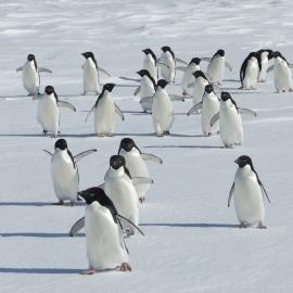 2009-10 Adélie penguins