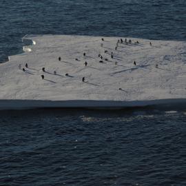 2009-10 Adélie penguins on iceberg