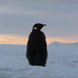 2009-10 Emperor penguin