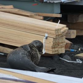 2009-10 Weddell seal at Cape Evans field camp