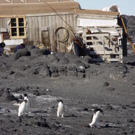 2007 Adelie penguins outside Shackleton's 'Nimrod' hut