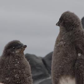 Two juvenile Adelie Penguins