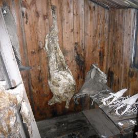 2008 Sheep carcasses hanging inside Scott's 'Discovery' hut, Hut Point