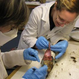 2007 Conservators Emily Fryer and Fiona Cahill removing a wrapper