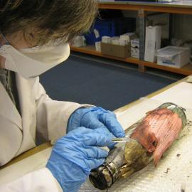 2007 Conservator Fiona Cahill removing a wrapper