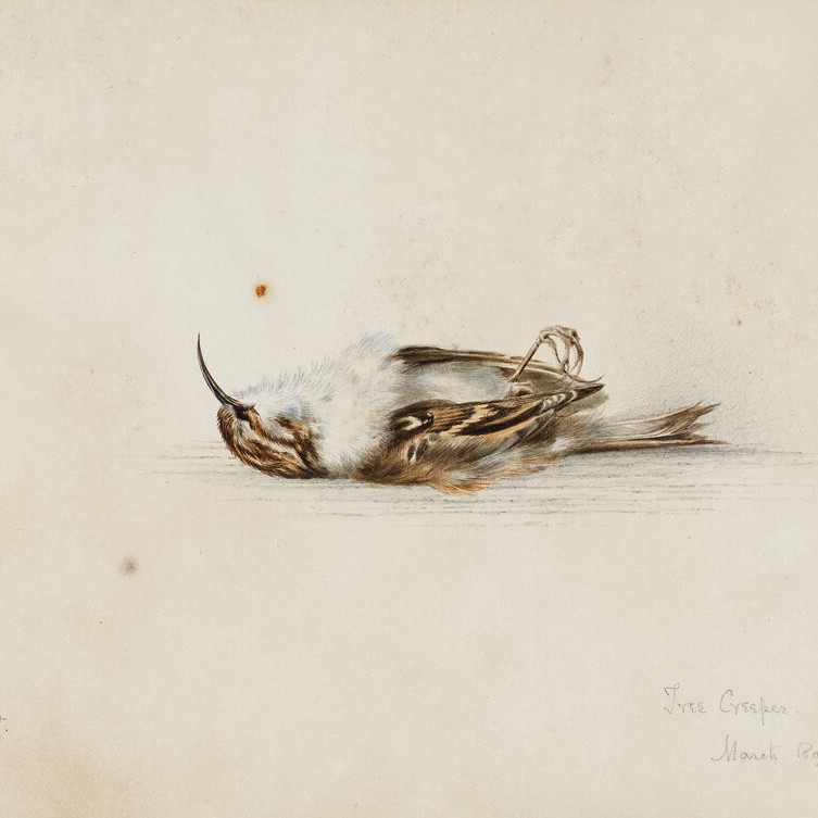 Famous Discoveries - Edward Wilson Watercolour