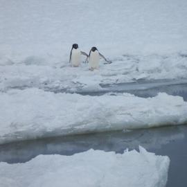 Adélie penguins on the ice breakout (001)