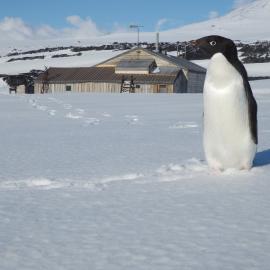 Adélie penguin at Cape Evans 