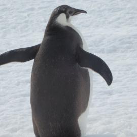 Emperor penguin