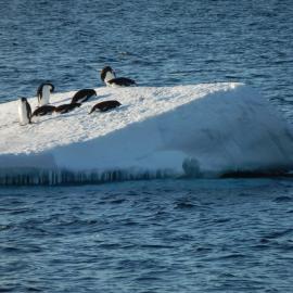 Adélie penguins on an ice berg