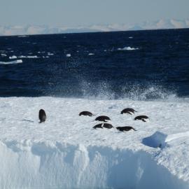 Adélie penguins on an iceberg 