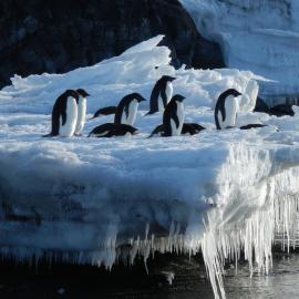 Adélie penguins on an ice berg (002)