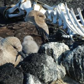 2011-12 Skua family (001)