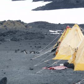 Scott Polar tents and Adélie Penguins