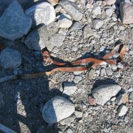2003 K440 at Granite Harbour - Sled remnants near Granite House (015)
