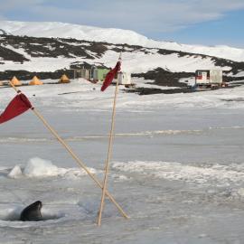 2013-14 Seal near the AHT field camp on Home Beach, Cape Evans
