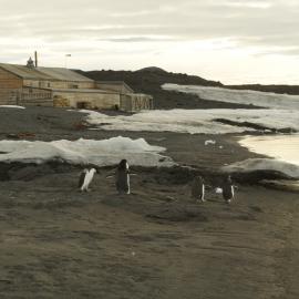 2013-14 Adelie penguins in front of Scott's 'Terra Nova' hut, Cape Evans