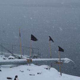 2013-14 Adelie penguin at Scott Base