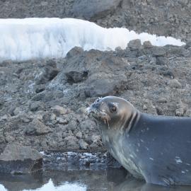 2013-14 Weddell Seal