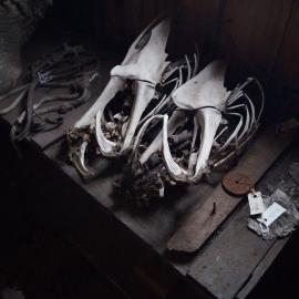 2013-14 Location image, Emperor penguin skeletons, Scott's 'Discovery' hut, Hut Point