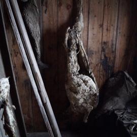 2013-14 Location image, Mutton carcasses, Scott's 'Discovery' hut, Hut Point (001)