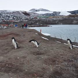 2013-14 Three Adelie penguins at Hut Point