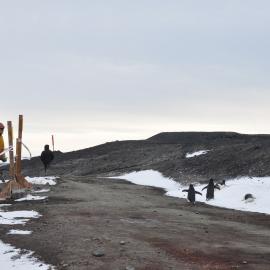 2013-14 Al Fastier and six Adelie penguins at Hut Point
