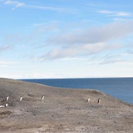 2013-14 Adelie penguins at Hut Point