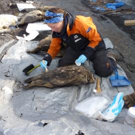 2009-10 AHT's Lucy Skinner working on penguin carcass, Scott's 'Terra Nova' hut