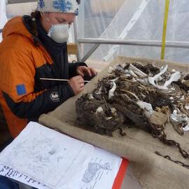 2009-10 AHT's Lucy Skinner working on dog skeleton, Cape Evans