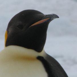 2010-11 An Emperor penguin visits Cape Evans