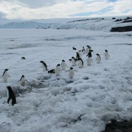 2010-11 A group of Adelie penguins