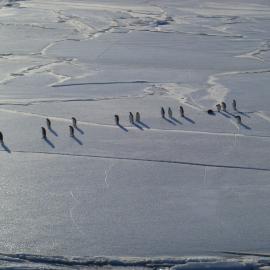 2010-11 Emperor penguins walk on ice