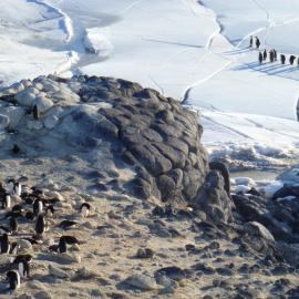 2010-11 Adelie and Emperor penguins