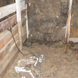 2010-11 Dog skeleton inside the Stables, Cape Evans