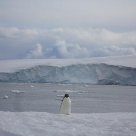 2012 Adélie penguin at Cape Evans