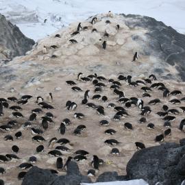 Adélie penguin colony, Cape Royds (001)