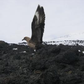 Skua with extended wings