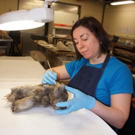 2012 AHT 'Conservators at Work' - Gretel Evans, Winter Conservation Laboratory (004)