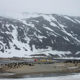 2015-16 Adélie penguins and camp, Cape Adare (001)