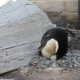 2015-16 Adélie penguin in Stores hut (001)